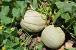 muskmelon on vine