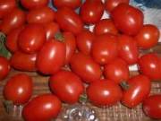 tomatoes