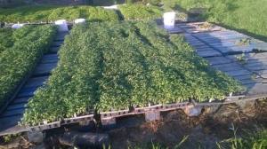 10329302_630941110323319_3107810018402217878_n